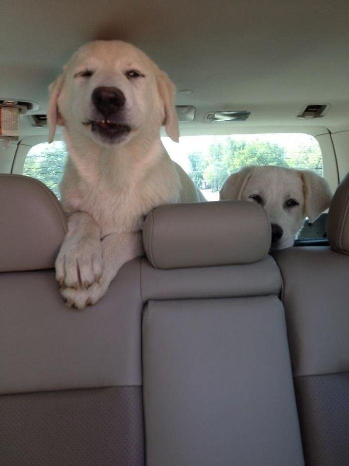 1600125725 824 23 Vezes em que os cachorros andaram de carro da