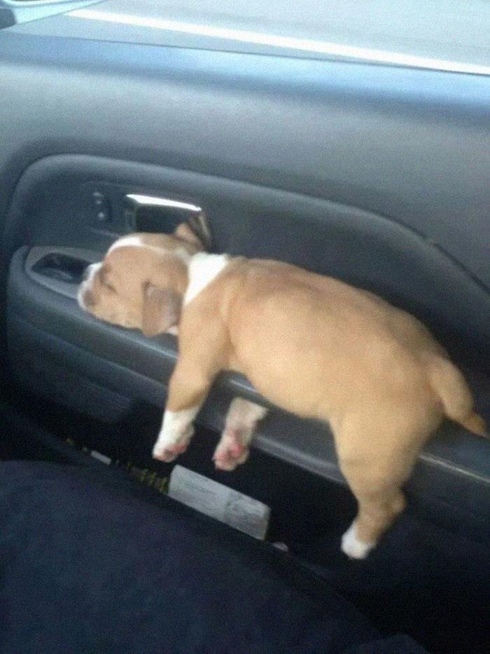 1600125725 974 23 Vezes em que os cachorros andaram de carro da