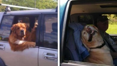 23 vezes em que cachorros andaram de carro da maneira bem engraçada