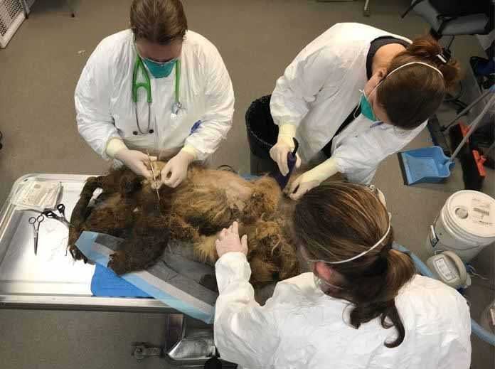 1588730397 448 Cachorro resgatado tem 9 quilos de pelo emaranhado removido e