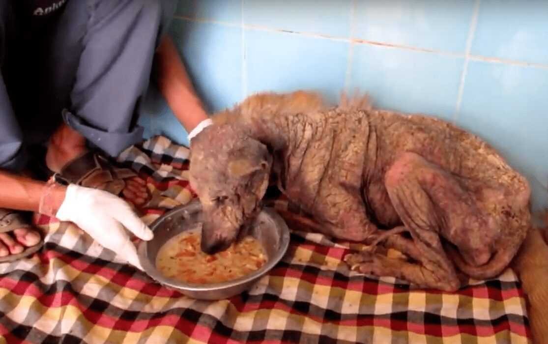 1588730405 367 Cachorro resgatado tem 9 quilos de pelo emaranhado removido e