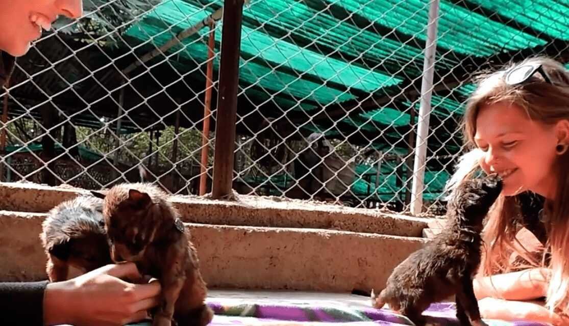 1588730411 540 Cachorro resgatado tem 9 quilos de pelo emaranhado removido e