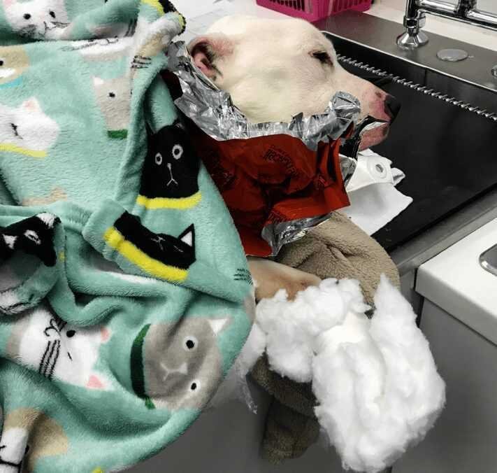 1588730413 580 Cachorro resgatado tem 9 quilos de pelo emaranhado removido e