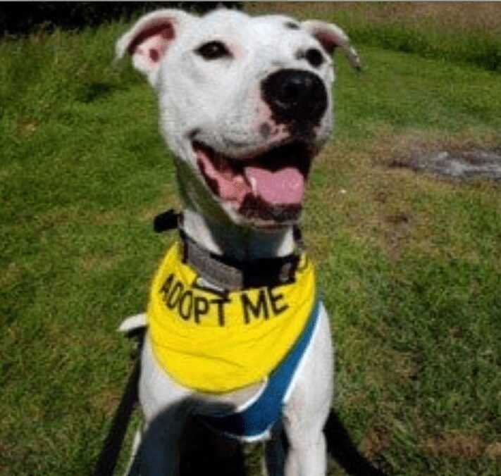 1588730414 480 Cachorro resgatado tem 9 quilos de pelo emaranhado removido e