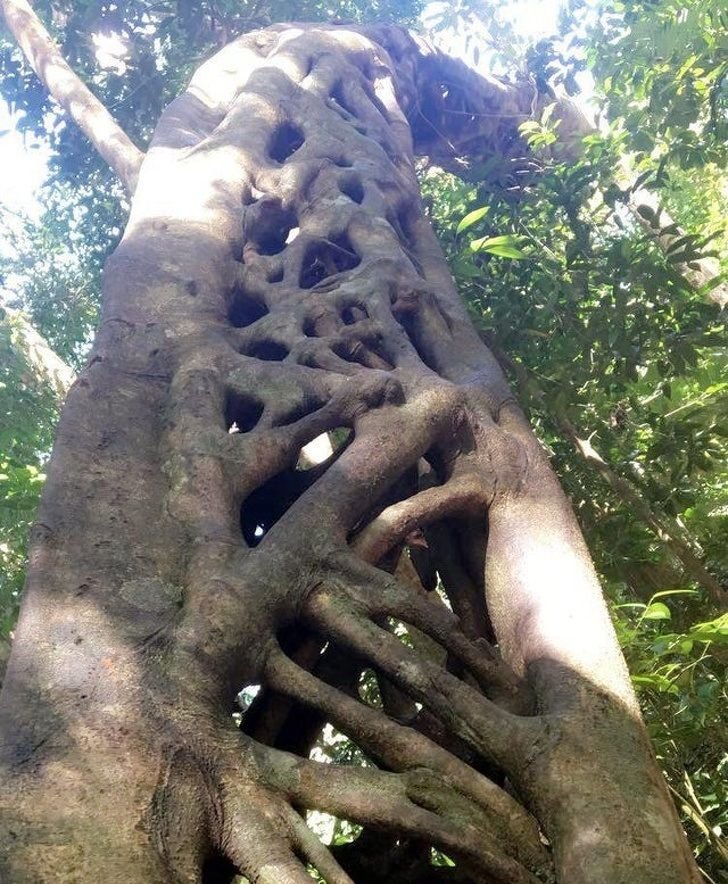 1651447770 327 23 fotos interessantes direto da Australia La a natureza pode
