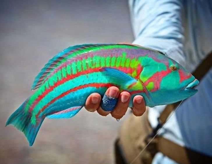 1651447776 494 23 fotos interessantes direto da Australia La a natureza pode