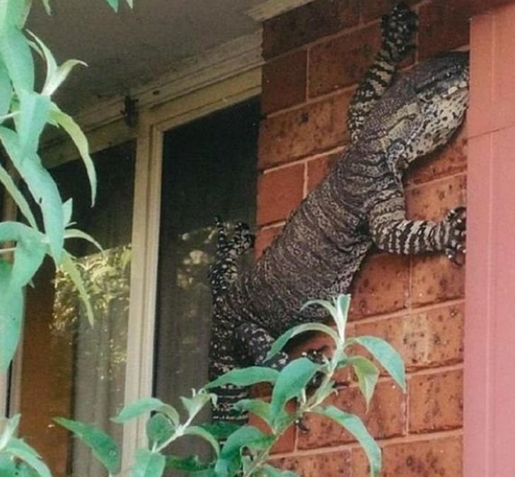 1651447778 174 23 fotos interessantes direto da Australia La a natureza pode