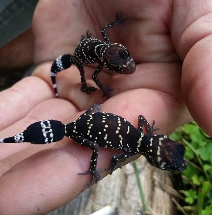 1651447784 424 23 fotos interessantes direto da Australia La a natureza pode