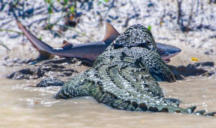 1651447788 936 23 fotos interessantes direto da Australia La a natureza pode