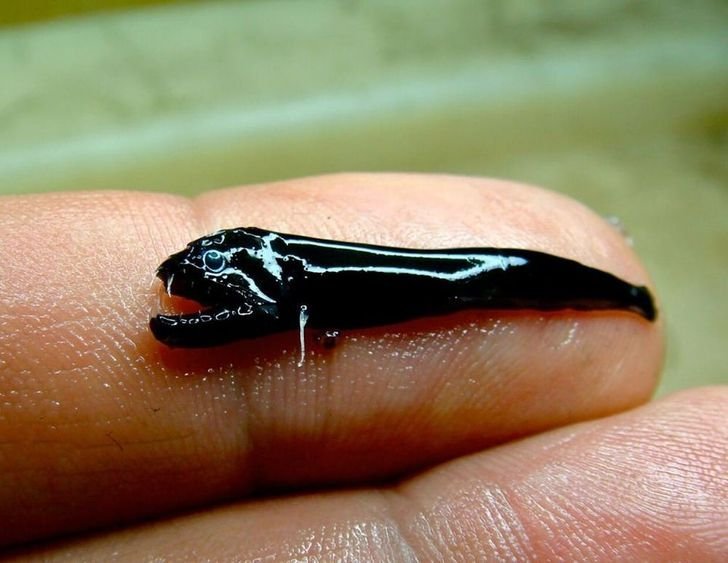 1651447792 564 23 fotos interessantes direto da Australia La a natureza pode