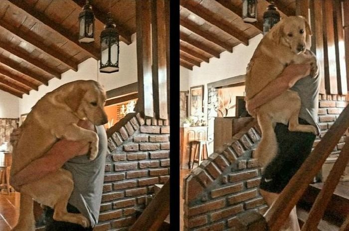 20 animais parecem crianças inocentes 9 20 animais parecem crianças inocentes 9