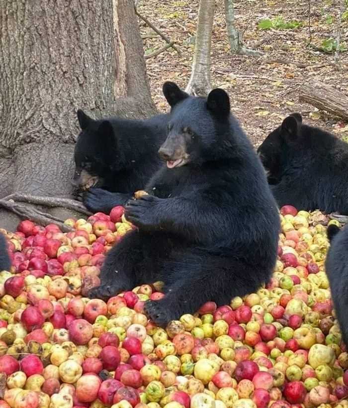 20 animais parecem crianças inocentes 15 20 animais parecem crianças inocentes 15