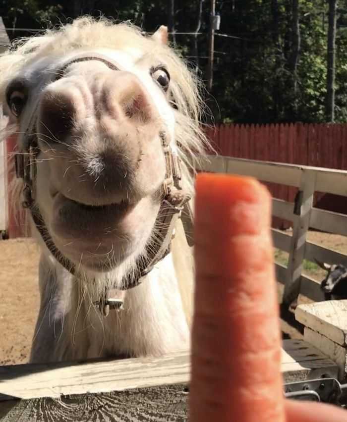 20 animais parecem crianças inocentes 20 20 animais parecem crianças inocentes 20