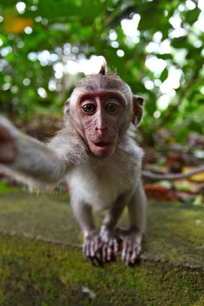 veja 15 animais que fazem selfies melhores que você s s