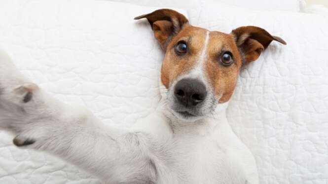 veja 15 animais que fazem selfies melhores que você s
