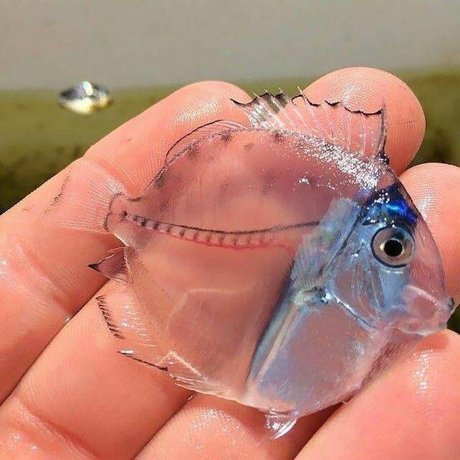 1633991331 726 10 Animais transparentes que poderiam ter saido de um filme