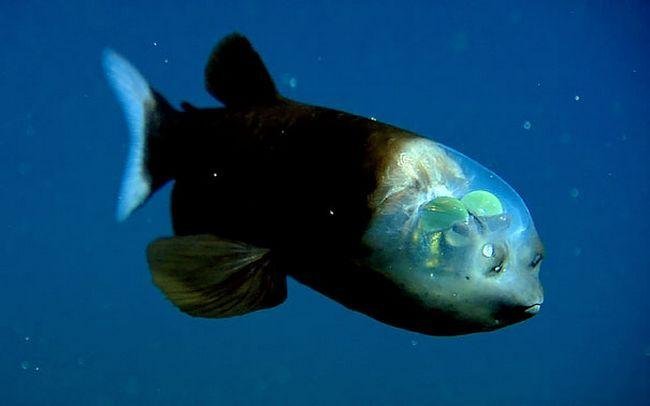 1633991335 212 10 Animais transparentes que poderiam ter saido de um filme