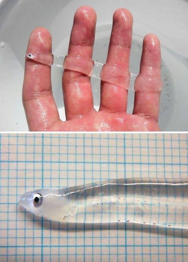 1633991338 584 10 Animais transparentes que poderiam ter saido de um filme