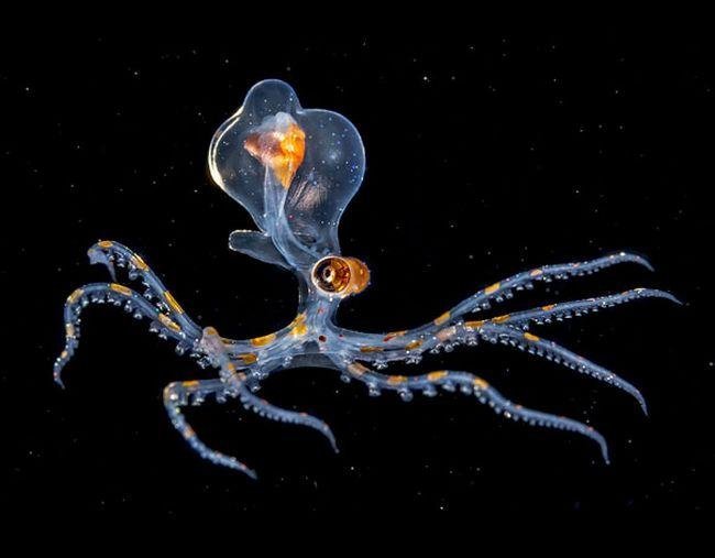 1633991342 589 10 Animais transparentes que poderiam ter saido de um filme