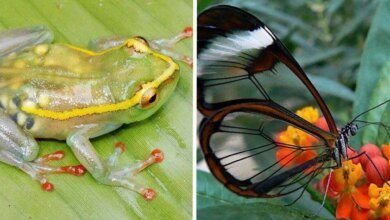 10 animais transparentes que poderiam ter saído direto de um filme de fantasia