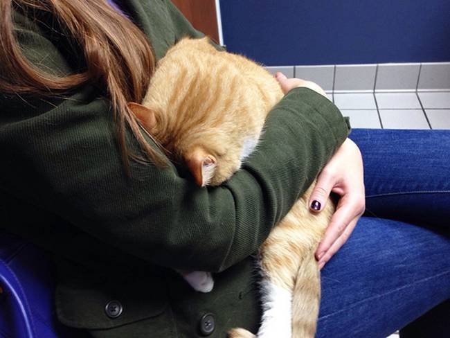 25 Gatos assustados ao descobrirem que estão no veterinário 7