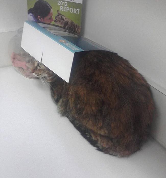 18-25-gatos-devastados-ao-descobrirem-que-estao-no-veterinario