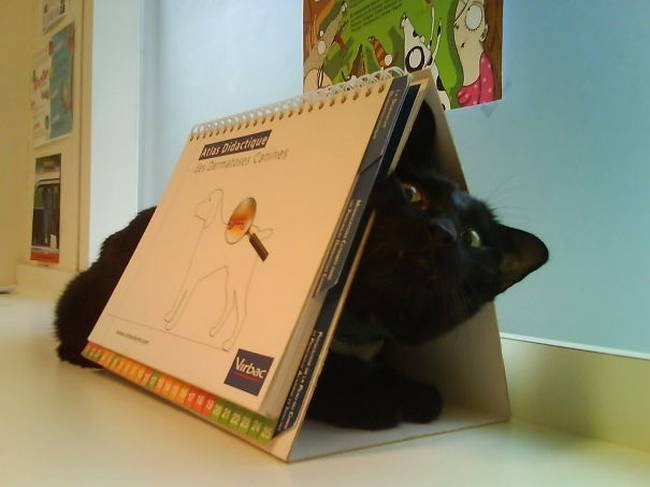 22-25-gatos-devastados-ao-descobrirem-que-estao-no-veterinario