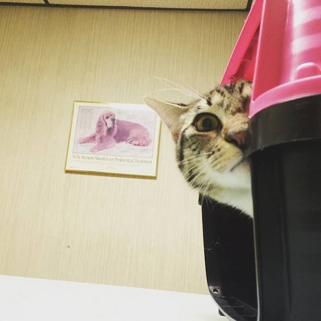 24-25-gatos-devastados-ao-descobrirem-que-estao-no-veterinario