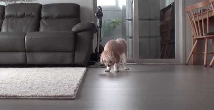 1622561593 453 Cachorrinho traumatizado so dorme em pe com medo de ser