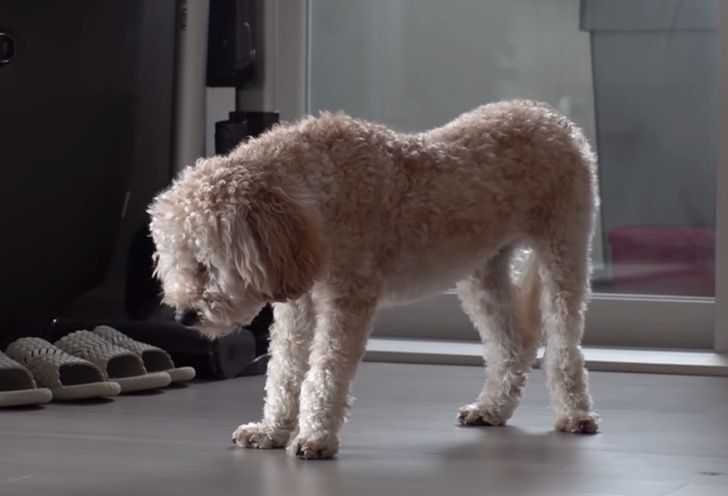 1622561595 66 Cachorrinho traumatizado so dorme em pe com medo de ser
