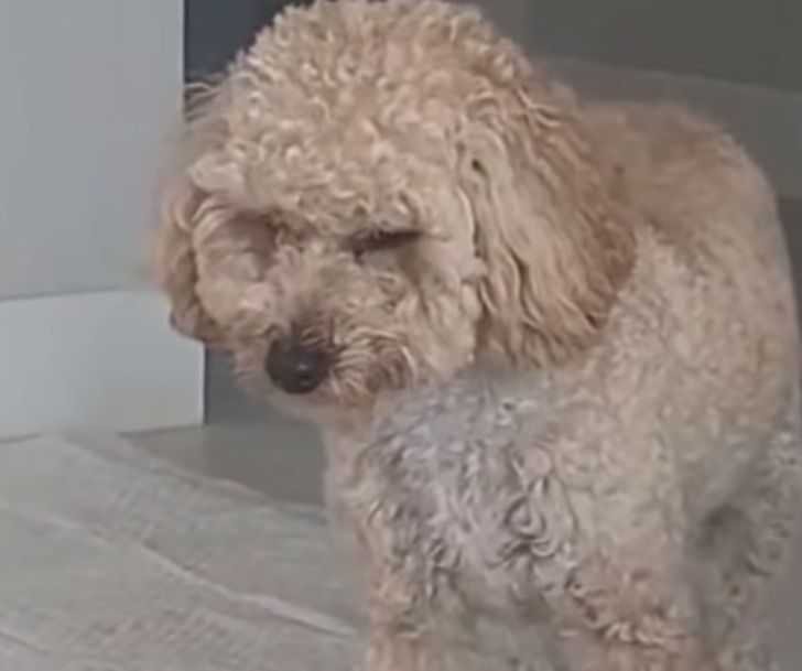 1622561594 459 Cachorrinho traumatizado so dorme em pe com medo de ser