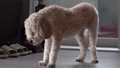 Cachorrinho traumatizado só dorme em pé com medo de ser abandonado