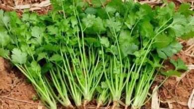 Como plantar salsa passo a passo r