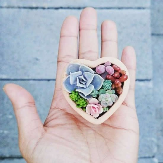 Como plantar Mini Suculentas