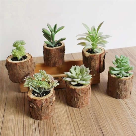Mini Suculentas Lindas