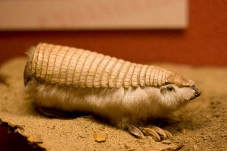 18 animais que parecem ter saido dos filmes de fantasia