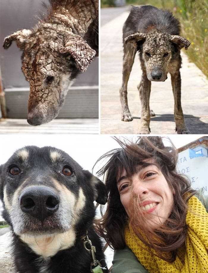 20 antes e depois de caes resgatados que vao te