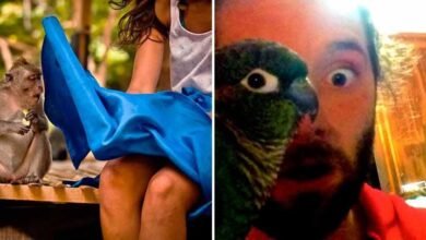 20 Fotos Tiradas No Momento Certo Com Animais