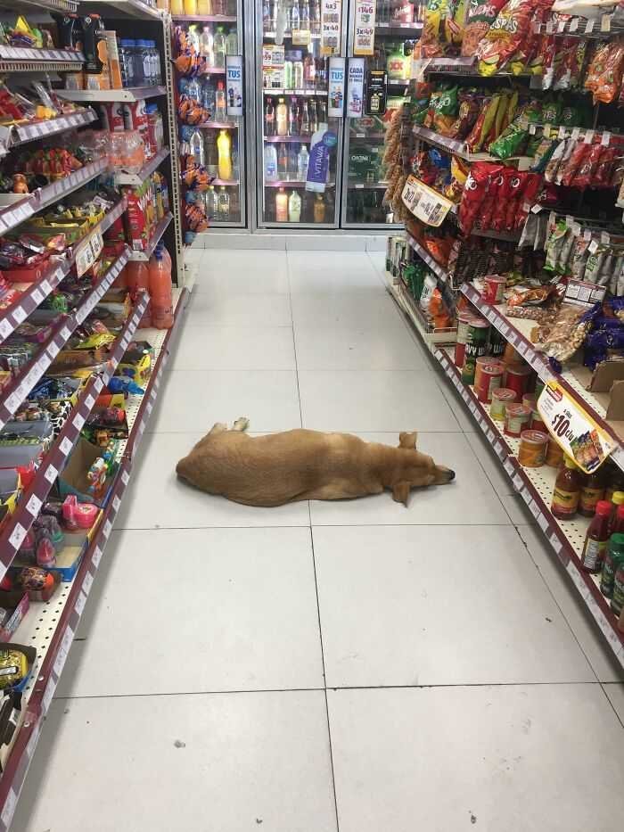 21 Fotos que mostram as consequencias das ondas de calor