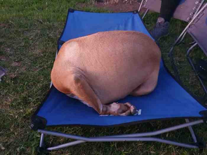 22 fotos provando que alguns animais se comportam de formas