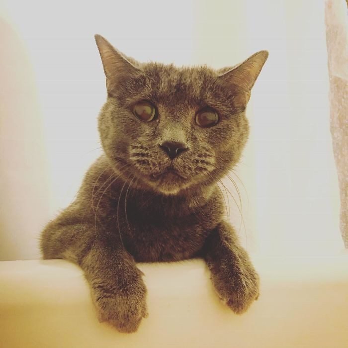 22 gatos que nao sabem o que e respeitar a