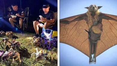 22 Vezes em que a natureza  mostrou seu lado bizarro