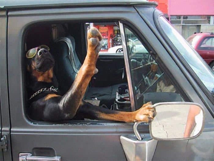23 Vezes em que os cachorros andaram de carro da