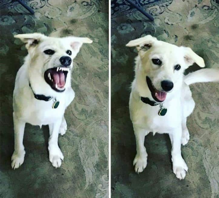 30 fotos do antes e depois de alguns animais serem