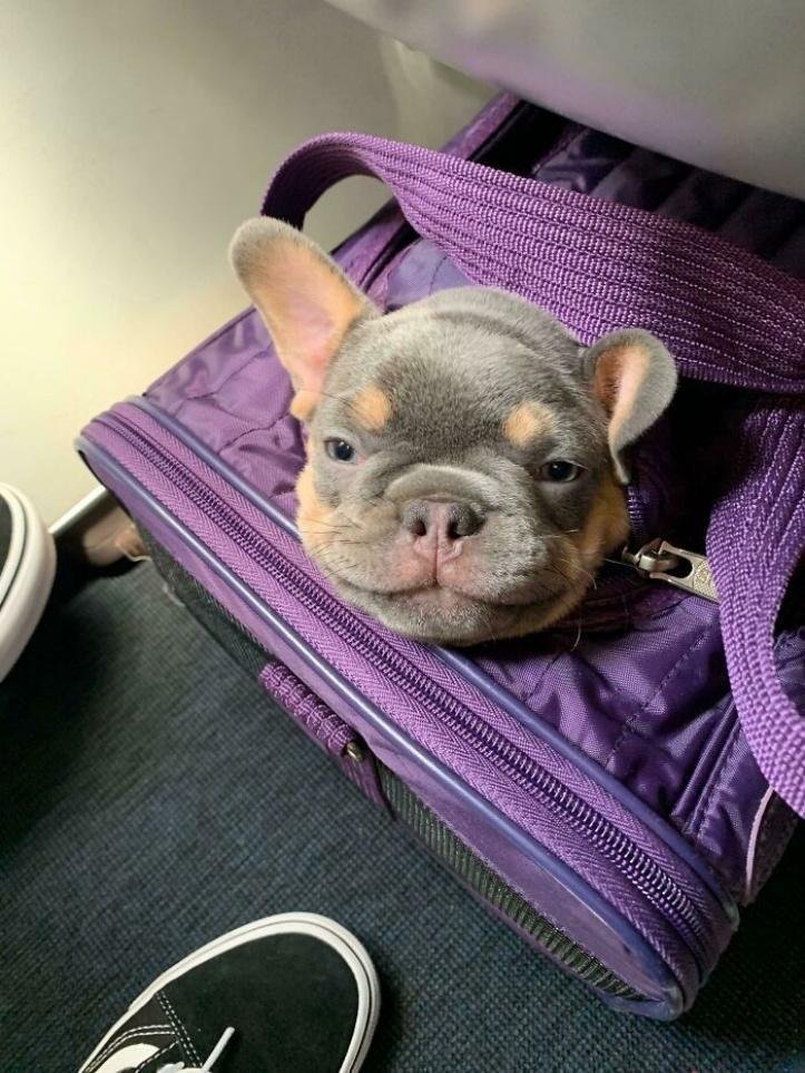 26 vezes que os animais tiveram que viajar e se