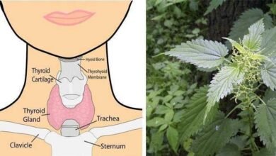 8 ervas que melhoram o funcionamento da tireoide