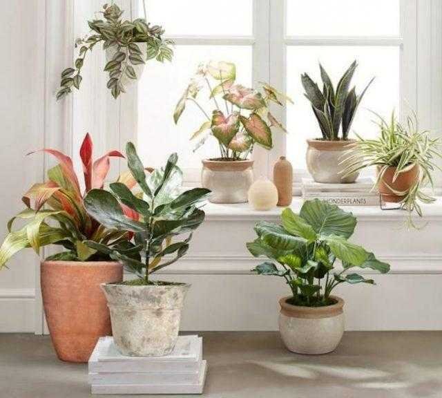 8 razoes incriveis para voce cultivar plantas em casa