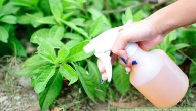Alho com álcool um insecticida caseiro muito eficaz – Bau das DICAS
