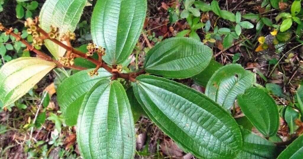 Beneficios do cha de canela de velho para saude e1609353053850
