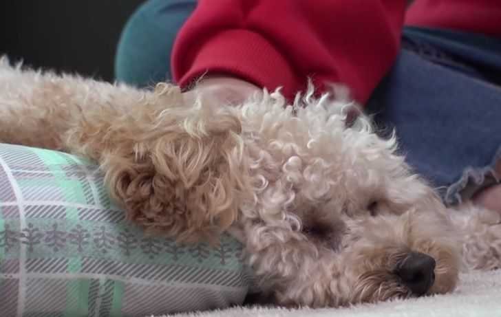 Cachorrinho traumatizado so dorme em pe com medo de ser
